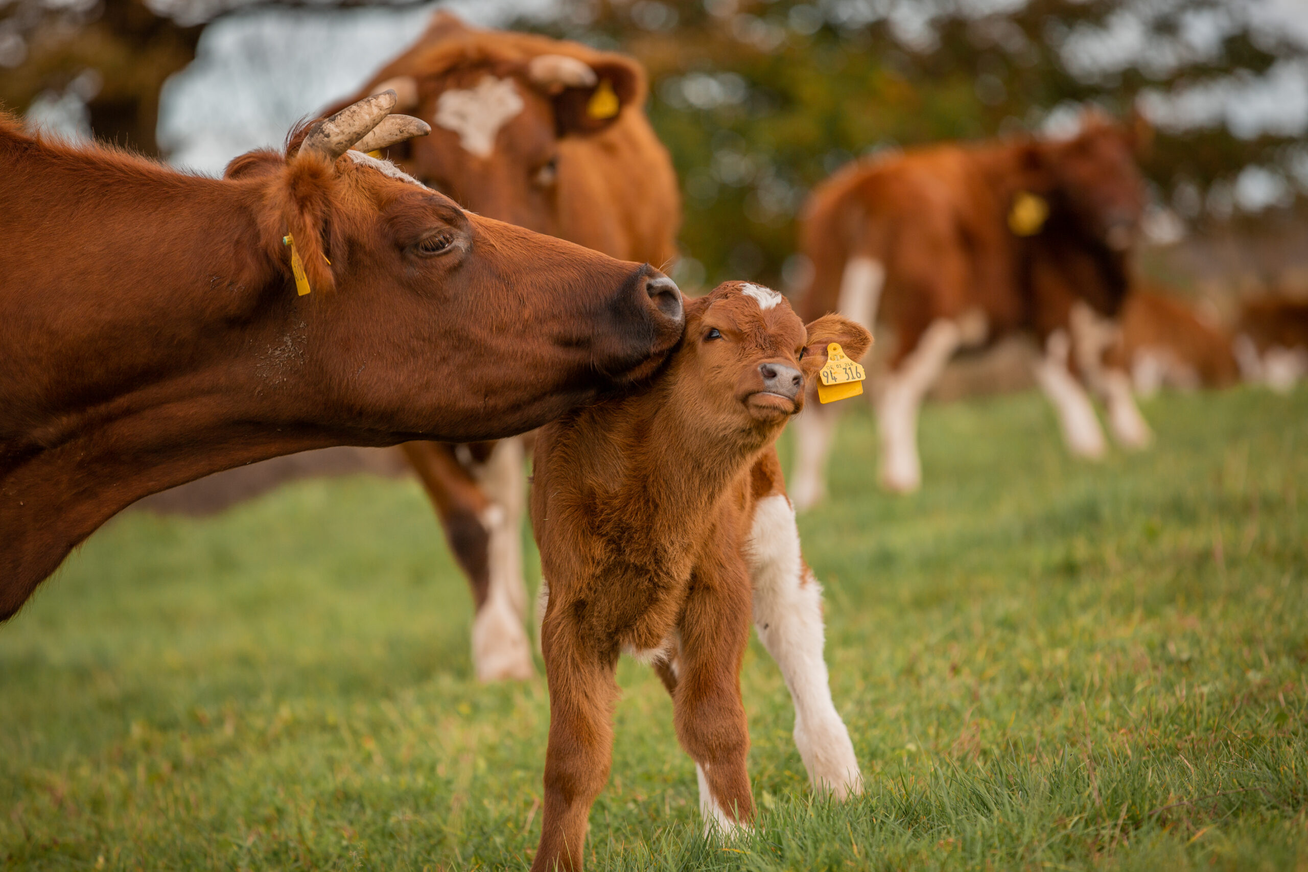 tiere-1